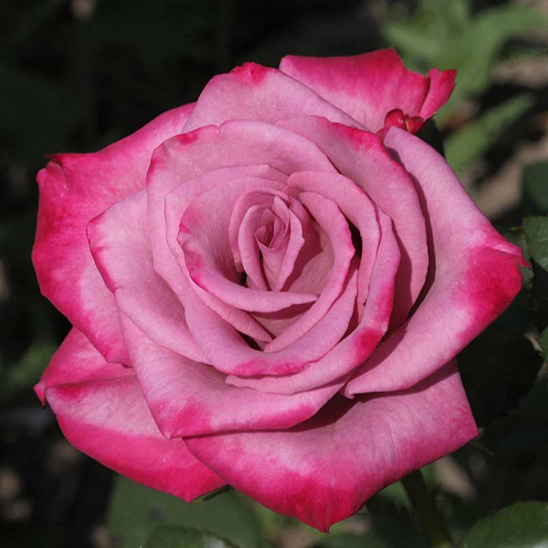 Роза чайно-гибридная Моди Блю Садовита