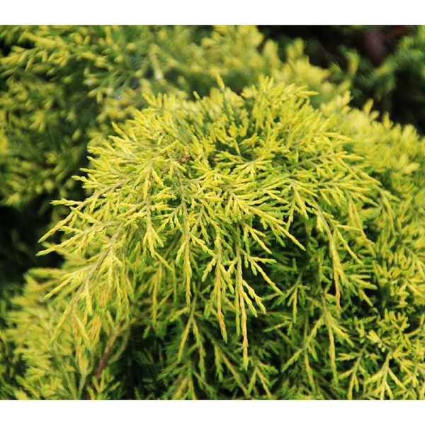 Можжевельник Средний Голд Стар P15 (C1,5) 25-30
