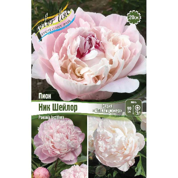 Пион Ник Шейлор 2/3 n 10 шт Биг-Пак 16373 