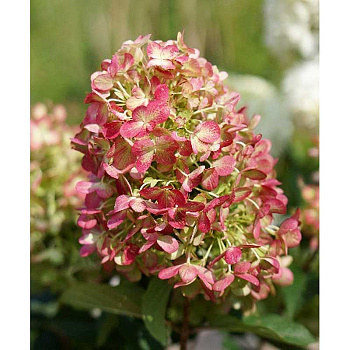 Гортензия Метельчатая Граффити C1.5