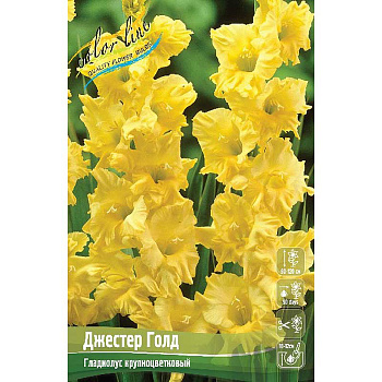 Гладиолус Джестер Голд 12/14 7 шт
