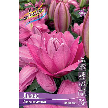 Лилия Льюис 14/16 2 шт 