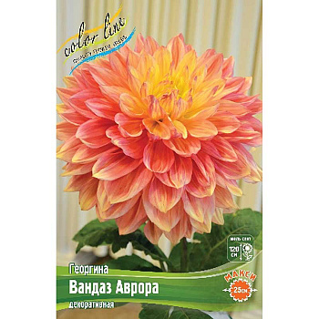 Георгина Вандаз Аврора I 1 шт