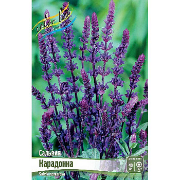 Сальвия Карадонна I 1 шт