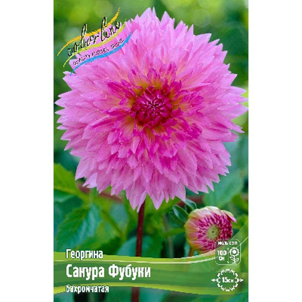 Георгина Сакура Фубуки I 15 шт Шоу-Бокс 9118