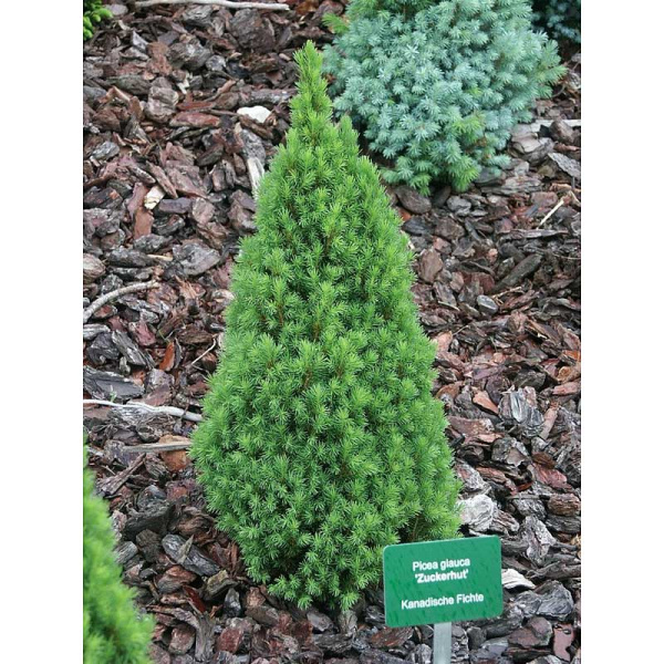 561 Ель Канадская Цукерхарт C3 25-30cm ,шт