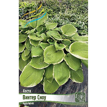Хоста Винтер Сноу 1 n 1 шт 