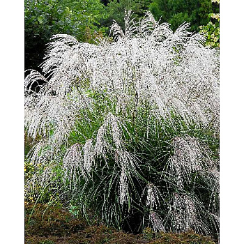 Мискантус Сильвер Шарм 2/3 1 шт