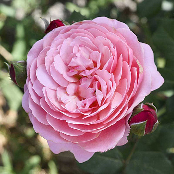 Роза шраб Прикс П.Ж. Редут Садовита