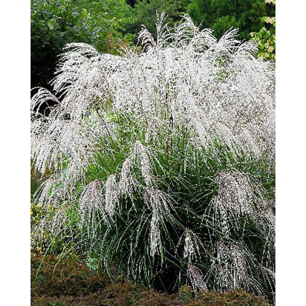 Мискантус Сильвер Шарм 2/3 1 шт