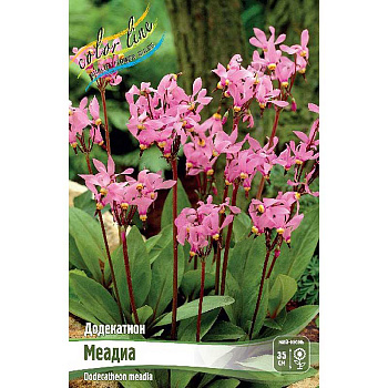 8421 Биг-Пак Додекатион Меадиа I 25 шт