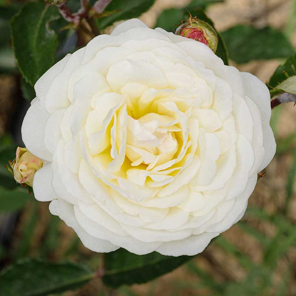 Роза флорибунда Шнеевитхен Садовита