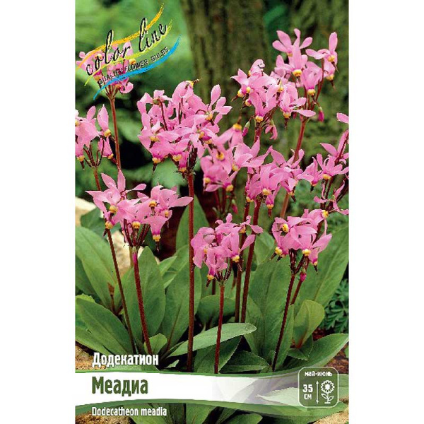 8421 Биг-Пак Додекатион Меадиа I 25 шт