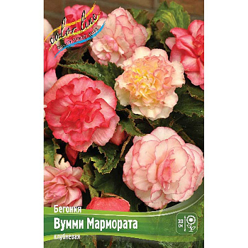 Бегония Вумми Мармората 4/5 3 шт