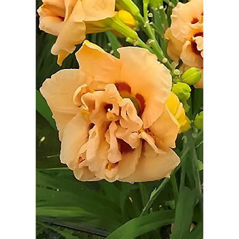 4440 Биг-Пак Лилейник Априкот Блисс I 25 шт 