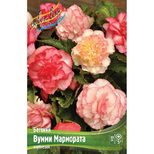 Бегония Вумми Мармората 4/5 3 шт