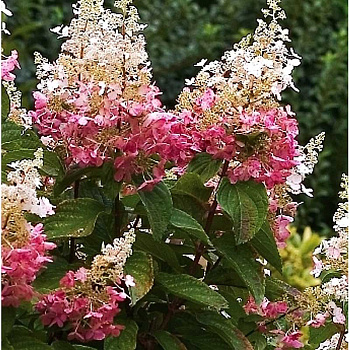 Гортензия Метельчатая Пинки Винки C1.5 шт