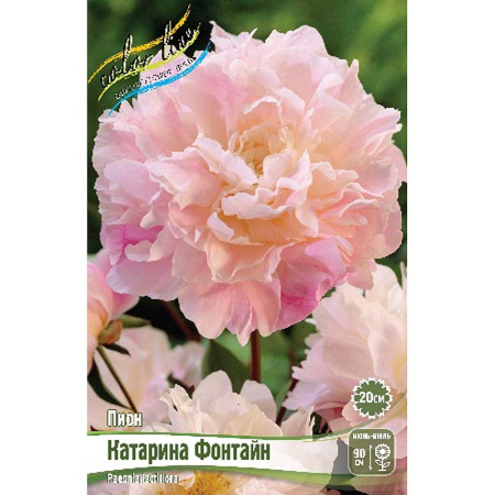Пион Катарина Фонтайн 2/3 n 25 шт Биг-пак 4697
