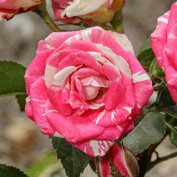 Роза спрей Флэшинг Садовита