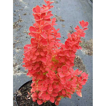 Барбарис Тунберга Оранж Айс C2