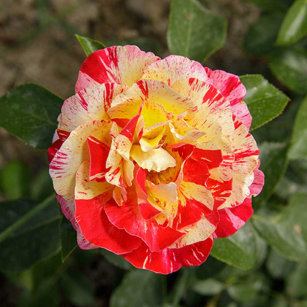 Роза флорибунда Камил Писсаро Садовита