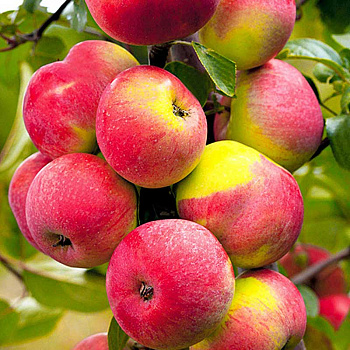 Яблоня Подарок садоводам (полукарлик) Садовита