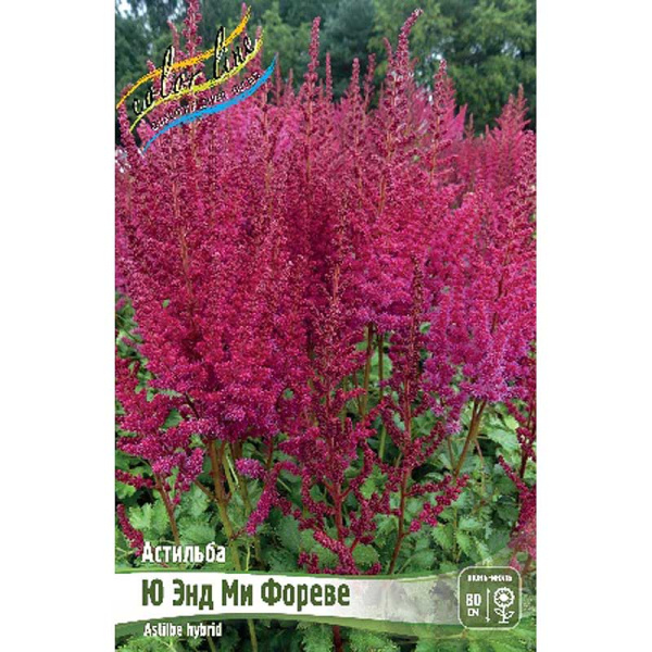 Астильба Ю Энд Ми Фореве 2/3 n 1 шт