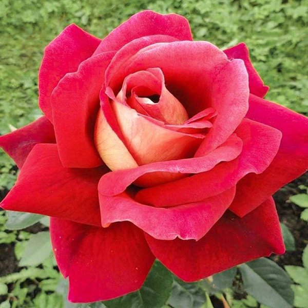 Роза чайно-гибридная Кроненбург Садовита