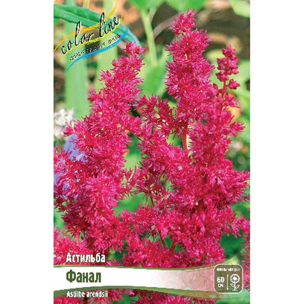 Астильба Фанал 2/3 n 25 шт Биг-пак 4475 