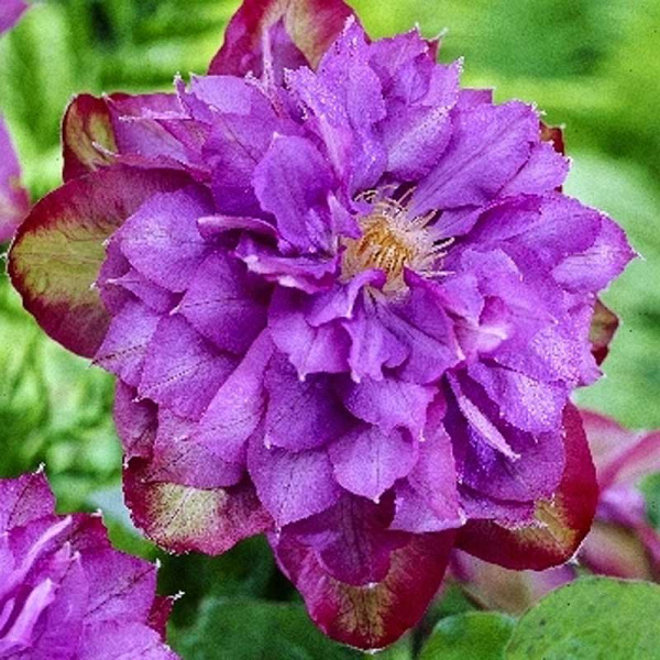 Клематис Вивиан Пеннел P9 шт