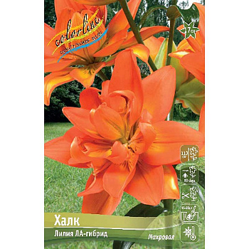 Лилия Халк 12/14 3 шт