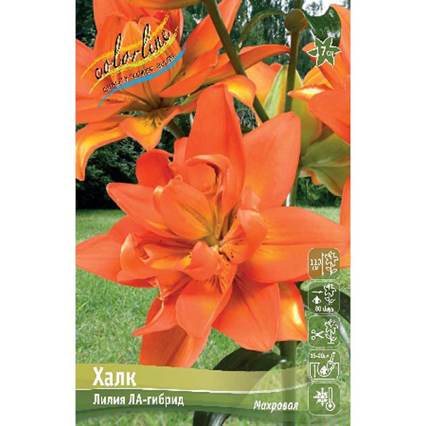 Лилия Халк 12/14 3 шт