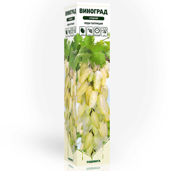 Виноград Леди Патриция средний Садовита