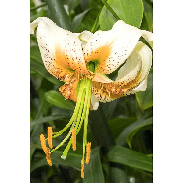 Лилия Леди Алиса 12/14 5 шт Садовита