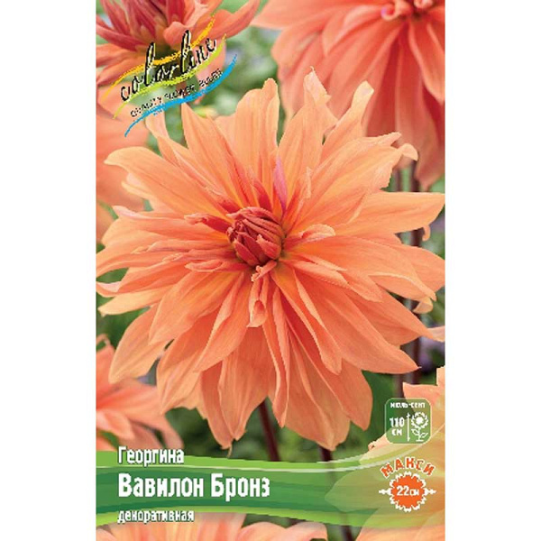 Георгина Вавилон Бронз I 15 шт Шоу-бокс 13916