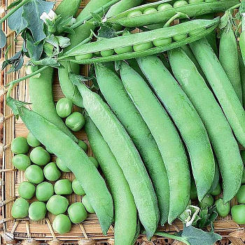 Горох Динга НК Ц