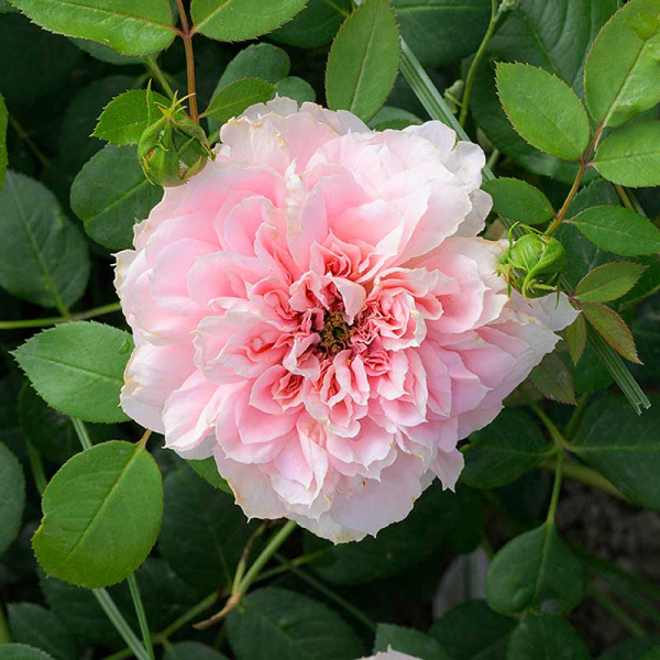 Роза Чайно-гибридная Шоне Майд Садовита