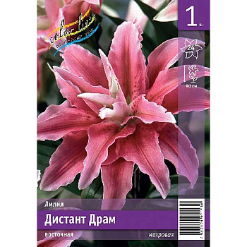 Лилия Дистант Драм 12/14 1 Эконом шт