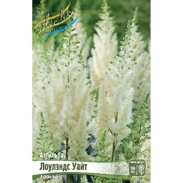 Астильба Лоулэндс Уайт 2/3 n 1 шт 