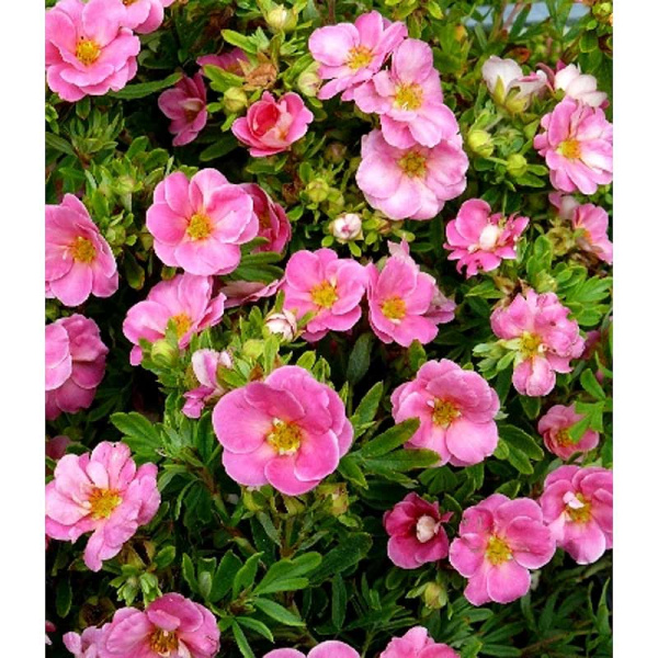 Лапчатка Кустарниковая Пинк Парадайз P9 шт