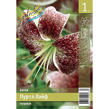 Лилия Пурпл Лайф 12/14 1 Эконом шт 