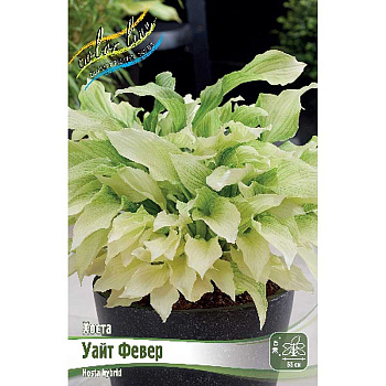 Хоста Уайт Февер 1 n 25 шт Биг-пак 7952