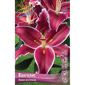 Лилия Вангелис 16/18 3 шт 