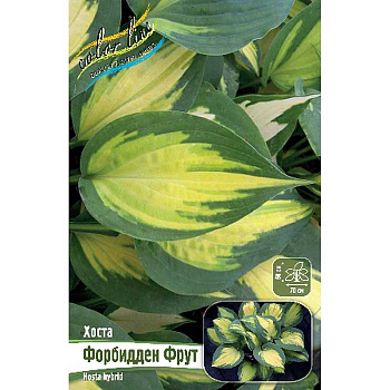 Хоста Форбидден Фрут 1 n 25 шт Биг-пак 9775