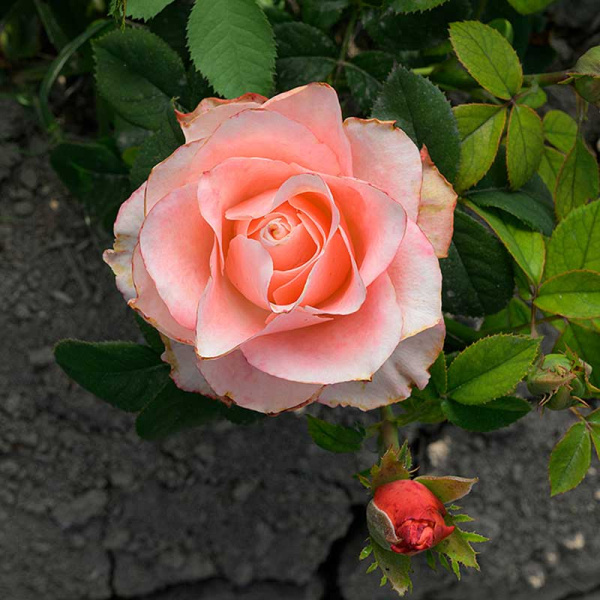 Роза Чайно-гибридная Диметра Садовита