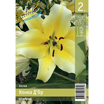 Лилия Конка Д`ор 12/14 2 Эконом шт 