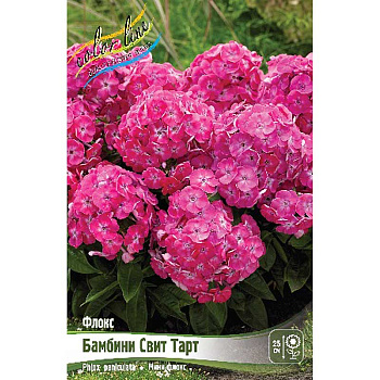 Флокс Бамбини Свит Тарт I 1 шт