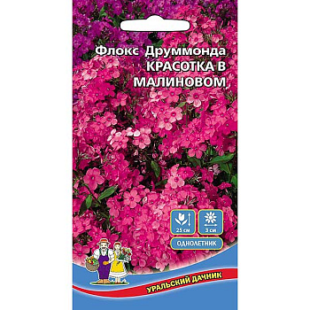 Флокс Красотка в Малиновом друм.Марс Ц 