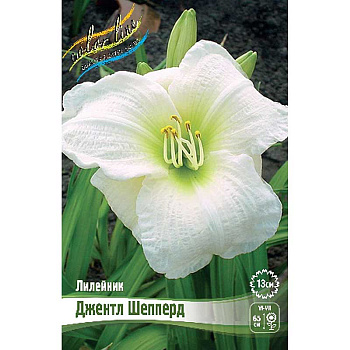 Лилейник Джентл Шепперд I 1 шт