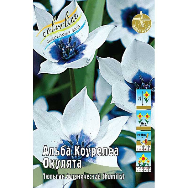 1064 Шоу-Бокс Тюльпан Альба Коурелеа Окулята 6/7 50 шт